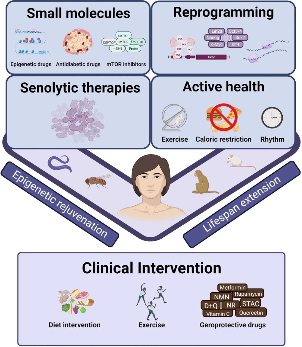  Wang, K., Liu, H., Hu, Q. et al. Epigenetic regulation of aging: implications for interventions of aging and diseases. Sig Transduct Target Ther 7, 374 (2022)