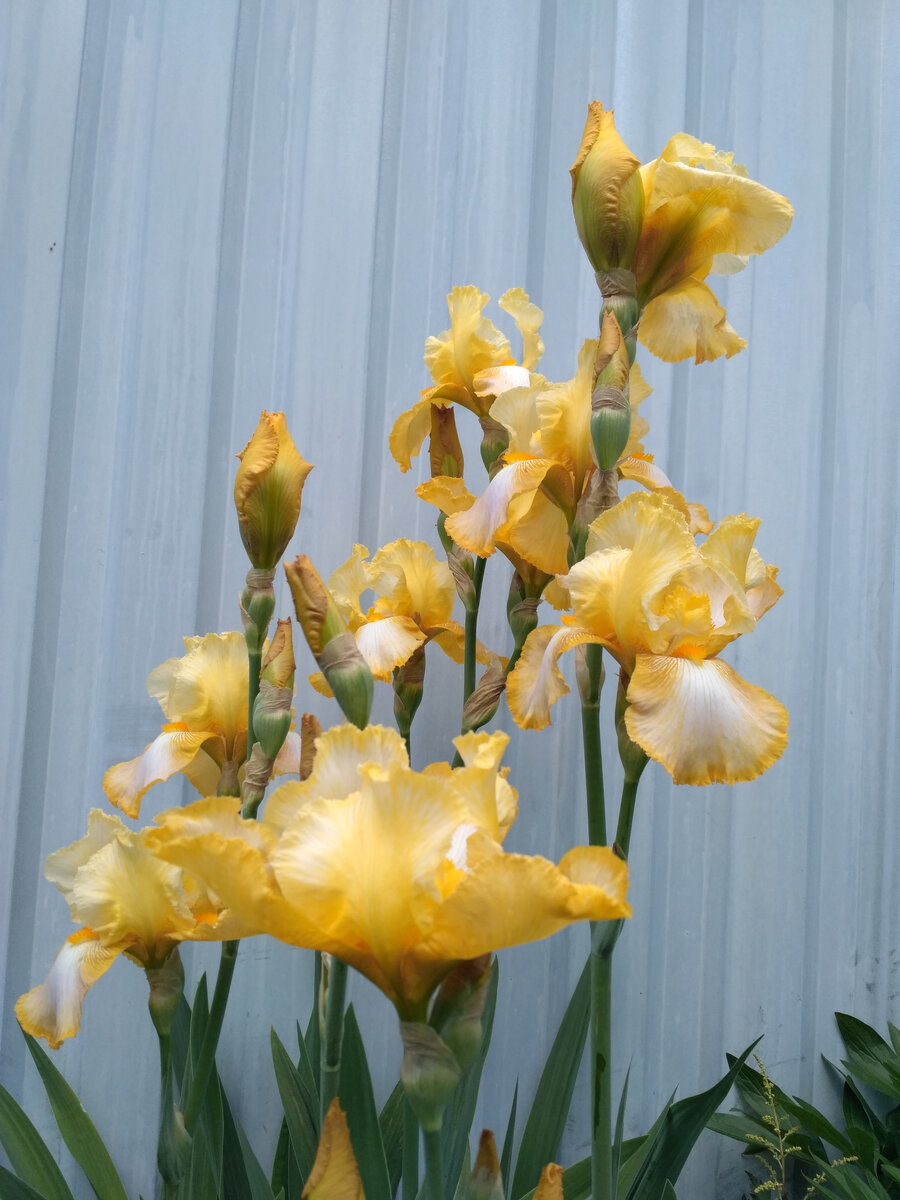 Молодой куст, компактный, цветы растут ровно. Фото куста в полный рост нет, но, в принципе, и так видно.