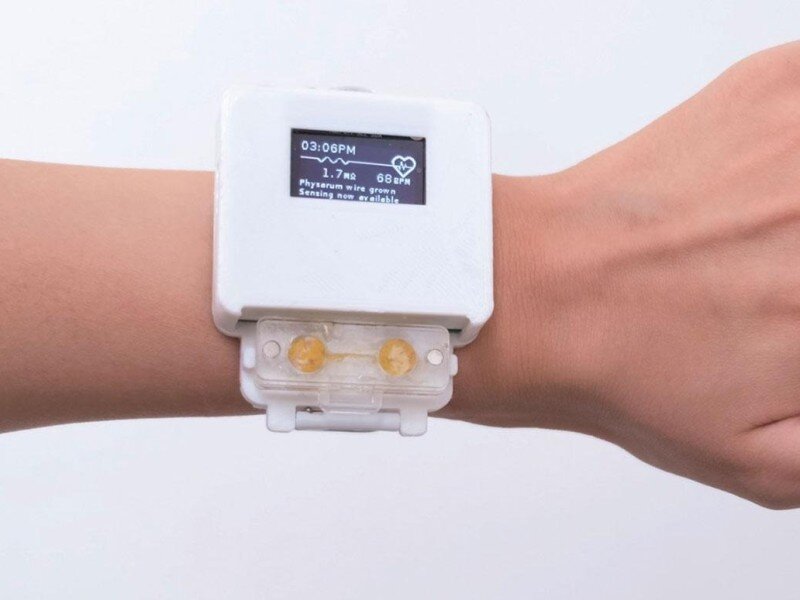    Созданы «живые» часы, которые нужно кормить овсянкой