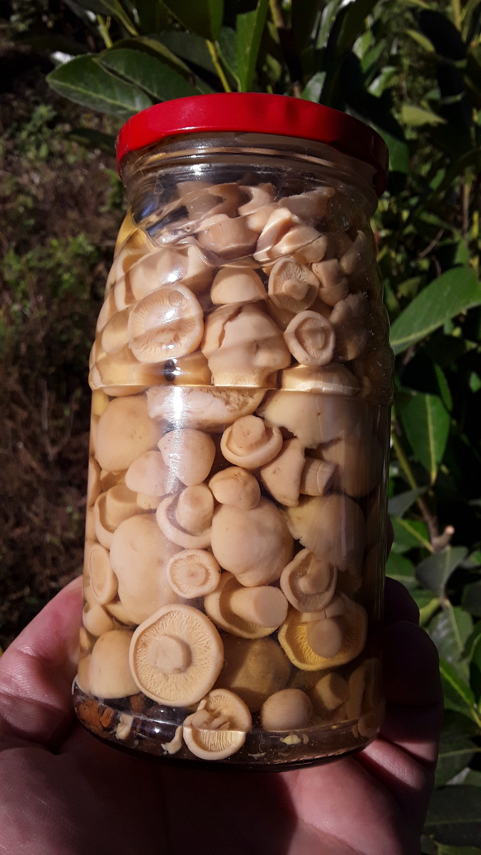 Майская рядовка