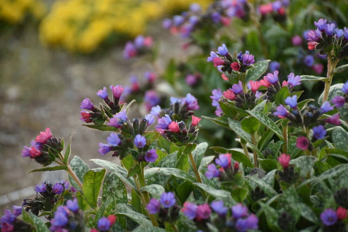 Как выглядит цветок медуница. Медуница цветок. Медуница (Pulmonaria). Медуница гибридная. Медуница валовидная.