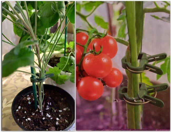 Забегая вперёд показываю эти замечательные клипсы, которые удерживают растение в вертикальном положении. Левое фото - так сейчас выглядит моя уж очень раскидистая пеларгония.  Справа - рекламное фото на пакете с этит клипсами. Здорово же, правда?!
