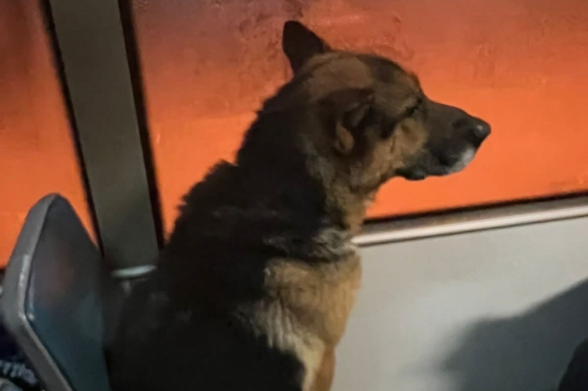    В Новосибирске забрали домой собаку, ездившую на трамвае №13 без хозяина