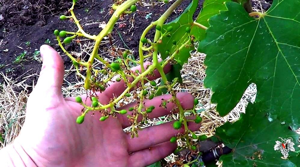 Фото нижней не сформировавшейся грозди винограда  