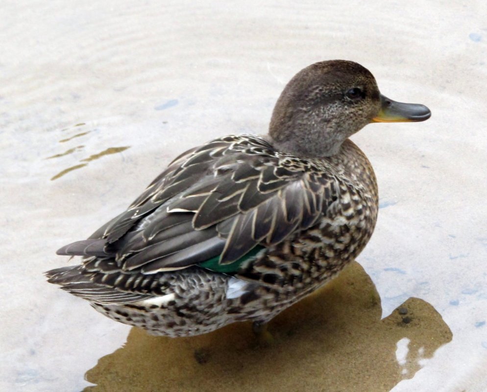 Чирок. Фото пользователя сайта hunting.ru  khonim  https://www.hunting.ru/gallery/view/163003/ 