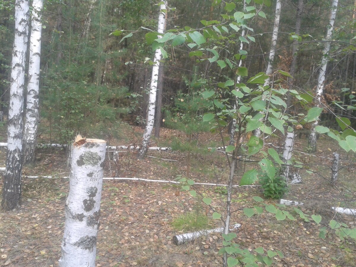 На той же полянке.