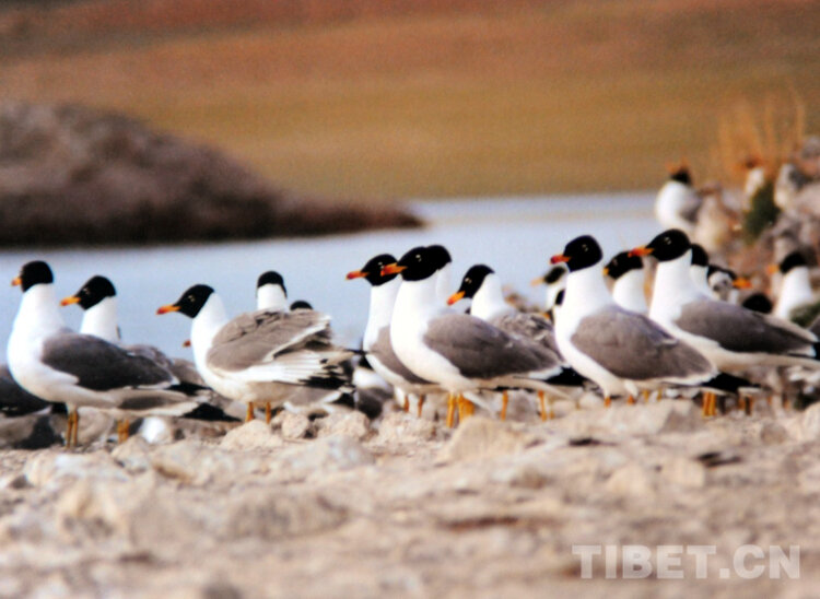 Красавцы хохотуны