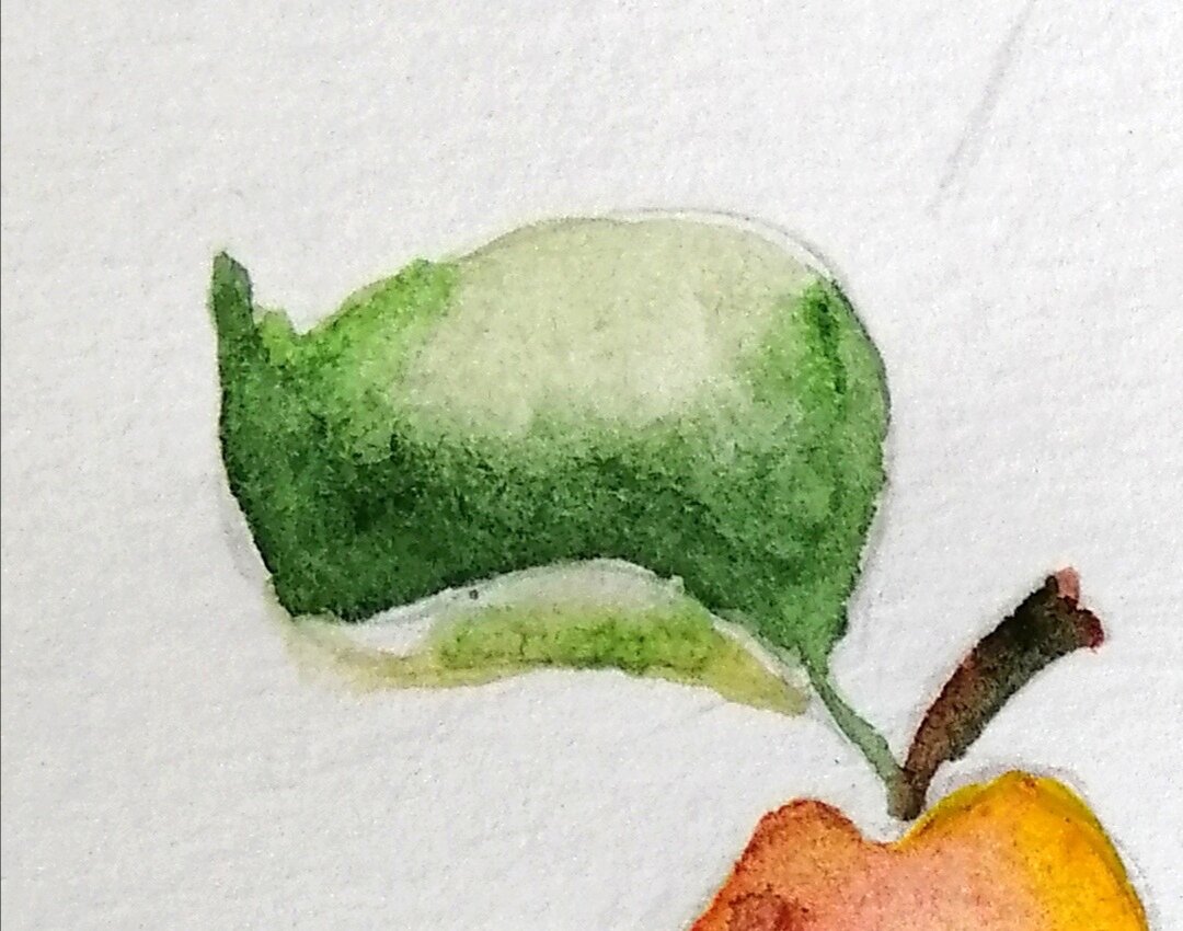 Между верхом листика и загнутой частью оставлено не закрашенное место, чтобы краска не сливалась 