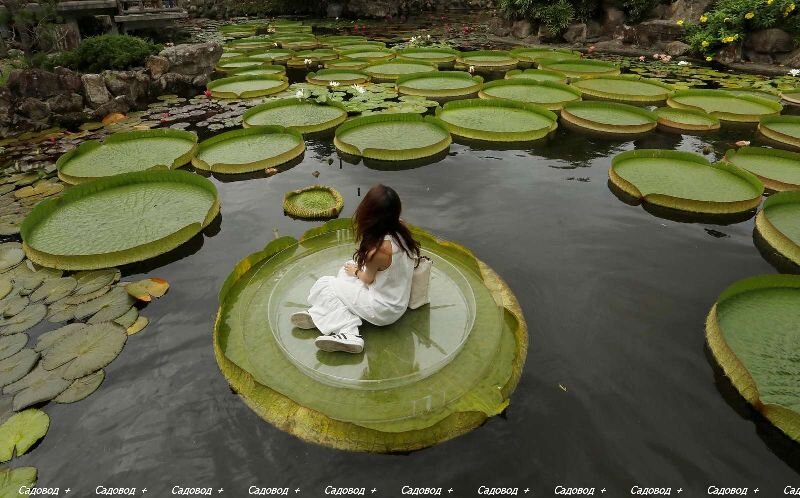 Гигантская водяная лилия ( Victoria amazonica )
