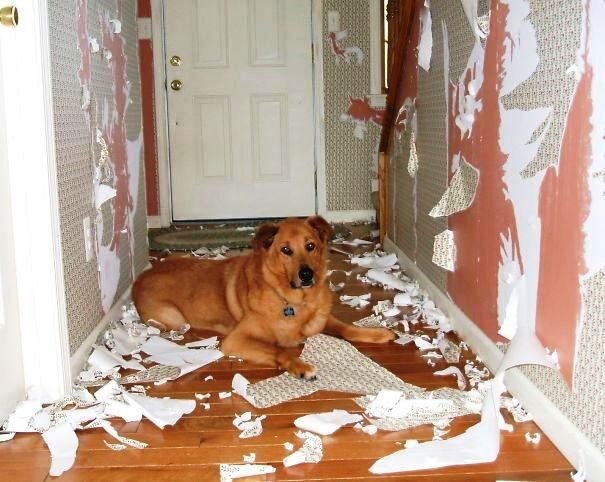 Взято с сайта https://givepaw.ru