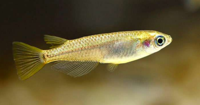 медака японская (фото news.uchicago.edu/story/genetic-analysis-uncovers-evolutionary-origin-vertebrate-limbs)