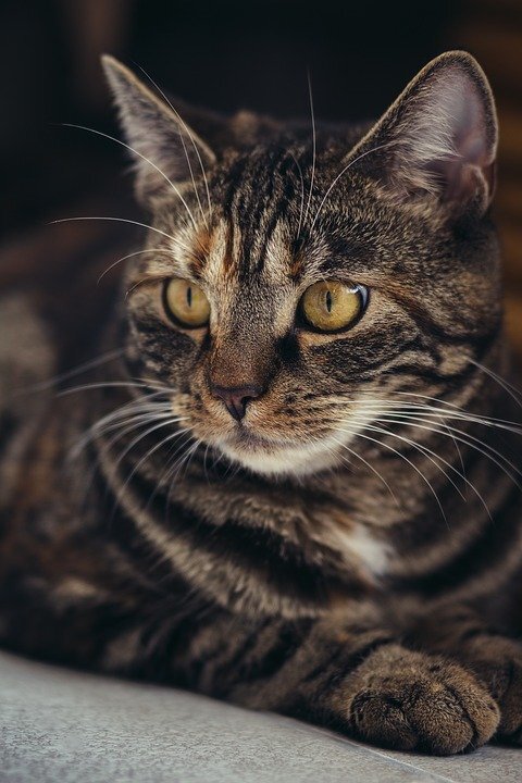 https://pixabay.com/photos/cat-domestic-cat-mackerel-pet-3523992/