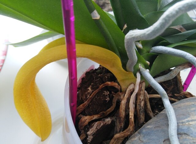 Почему желтеют, вянут листья у домашней орхидеи?
