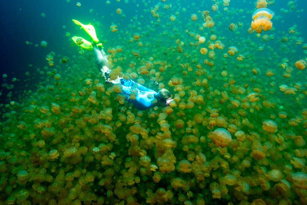 Дайвер среди медуз