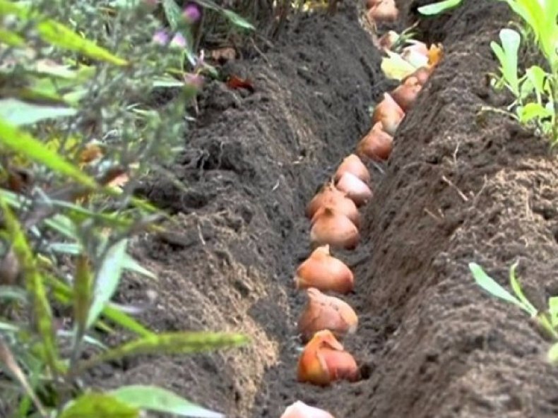 Изображение взято из открытых источников Яндекс. Картинки