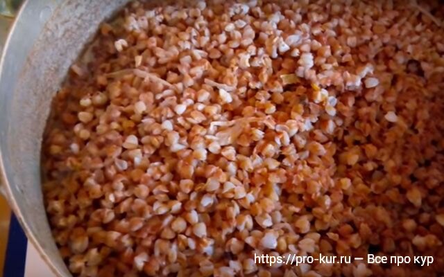 Птичья крупа. Гречиха для кур. Просо для птиц зимой. Гречиха птица. Можно ли давать курам гречку.