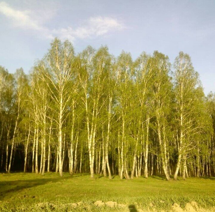 Березовый лес за окном