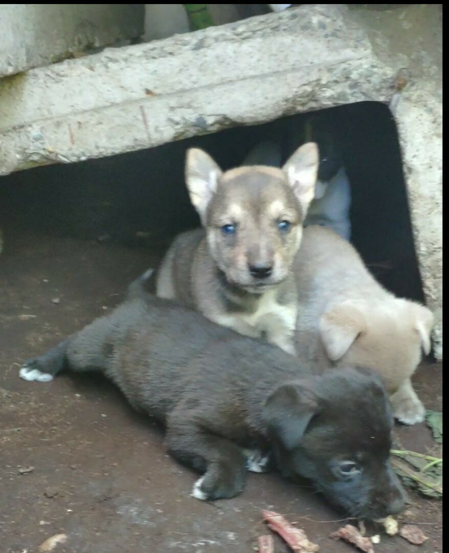 Щенки Легенды- наша самая большая боль. Очень умная собака ( не поддается отлову и стерилизации) с завидной регулярностью раз в полгода выводит в свет щенков