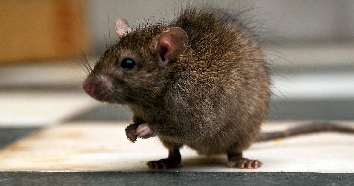 Вот крысы тоже были всегда. 