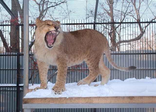 Животные "Садгорода". Фото с сайта зоопарка  https://zoopark-vl.ru/index.html