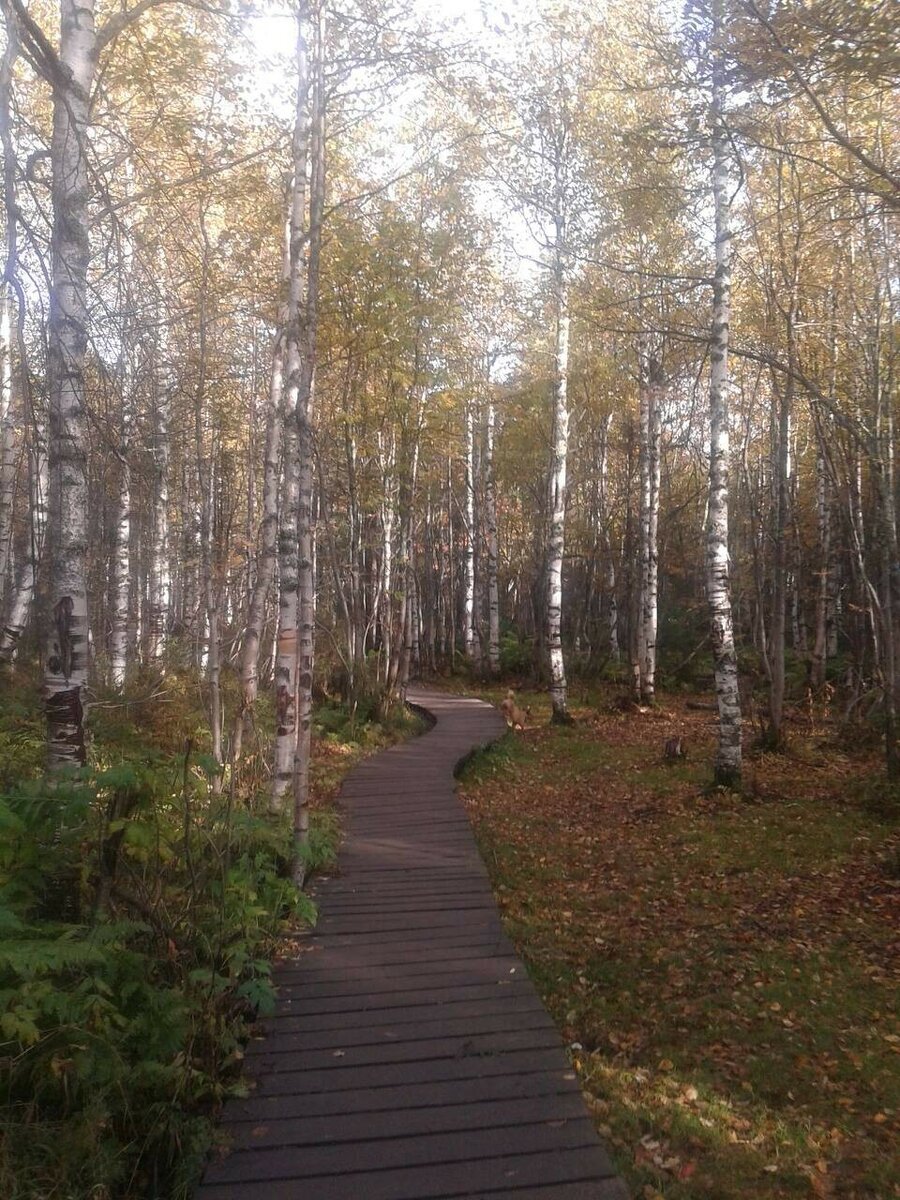 дорога как змейка  идет  по  березовой роще