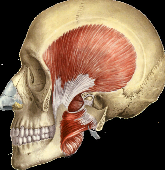 Жевательная мышца (m. Masseter). Височная мышца (m. temporalis). M temporalis прикрепление. Жевательные мышцы Синельников.