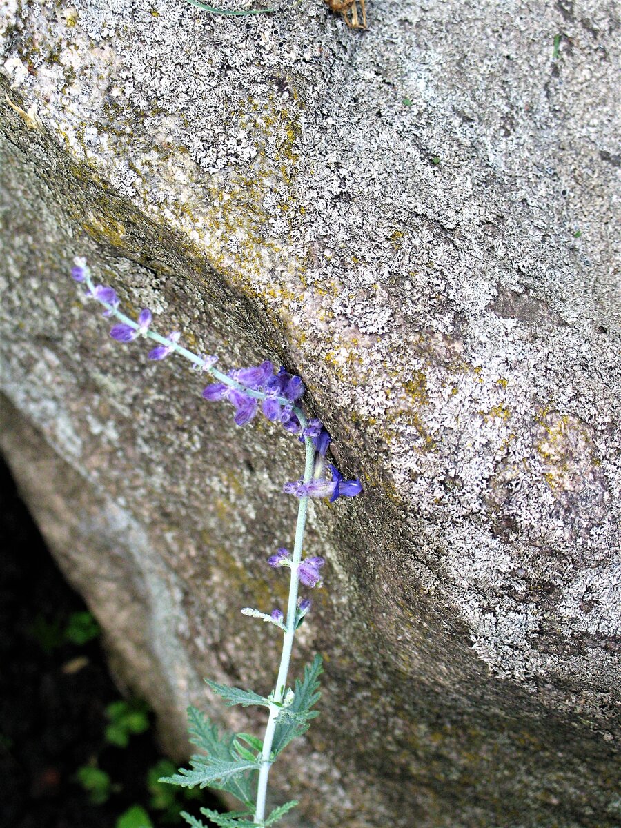 Родом перовския из Средней Азии, где произрастает в условиях резко континентальных, с очень жарким летом и бесснежной (а иногда и снежной) морозной зимой, на сухих бедных каменистых почвах. Поэтому растение отличает выносливость – она засухо- и ветроустойчива, не боится вредителей и болезней.