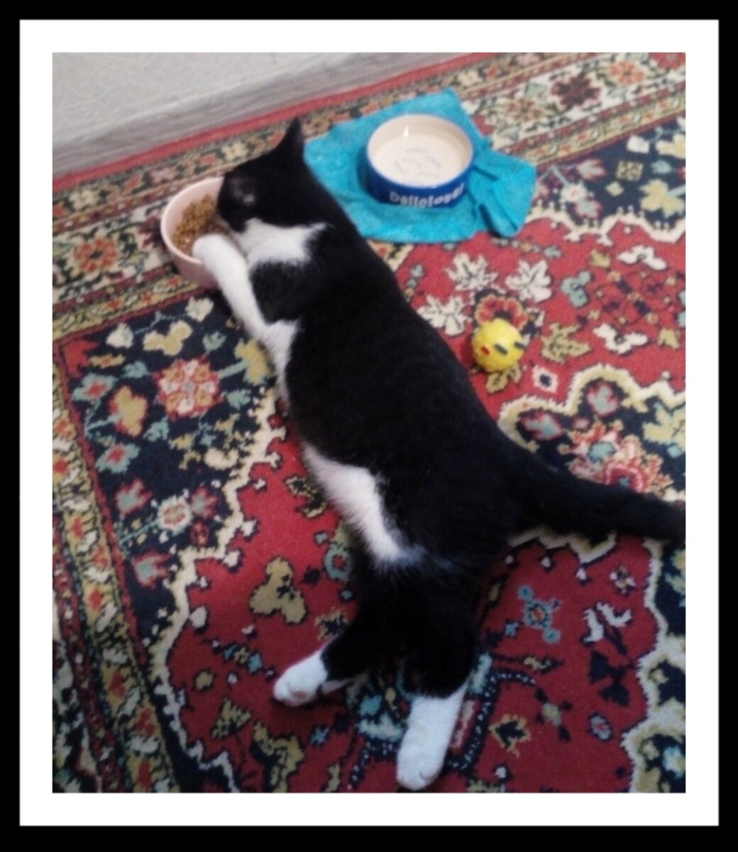 Я сфотографировала как котёнок ест лёжа.