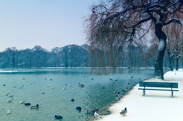 Утки зимой. Фото: pixabay.com 