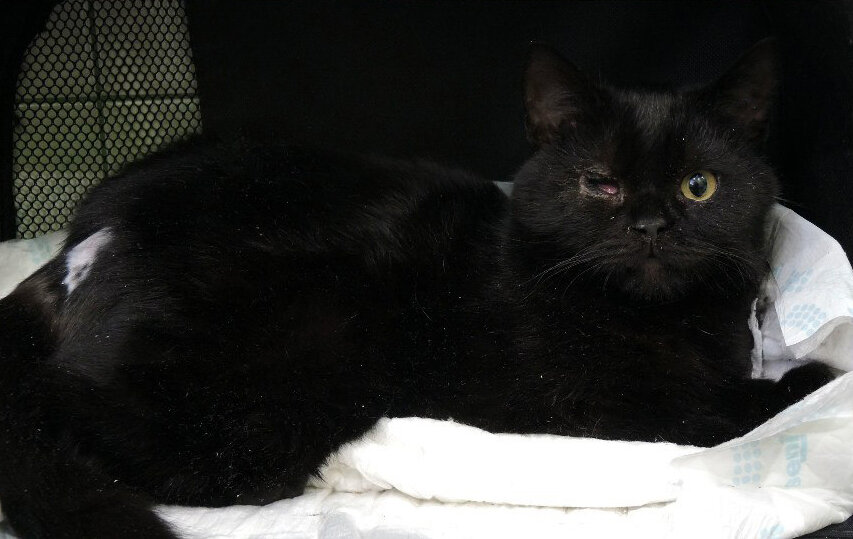 Кутузов во время лечения.