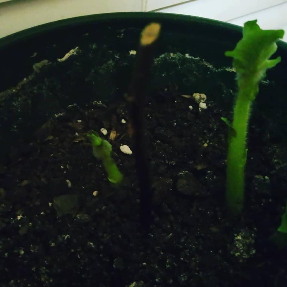 Хотела розу, получила картошку:)