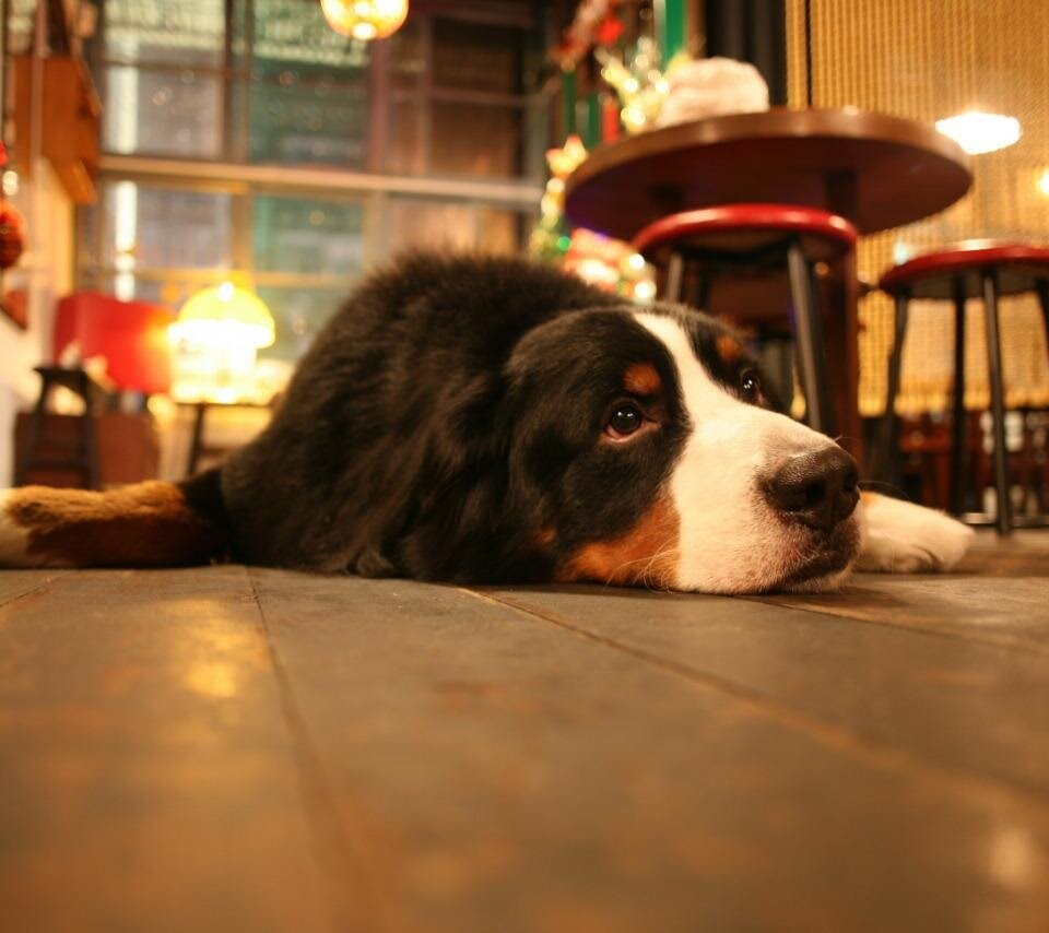 Ну что, хозяин, не хочешь играть? – а придется!