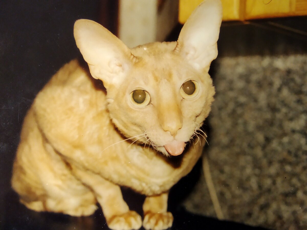 Тарас - самый "добрый" кот.