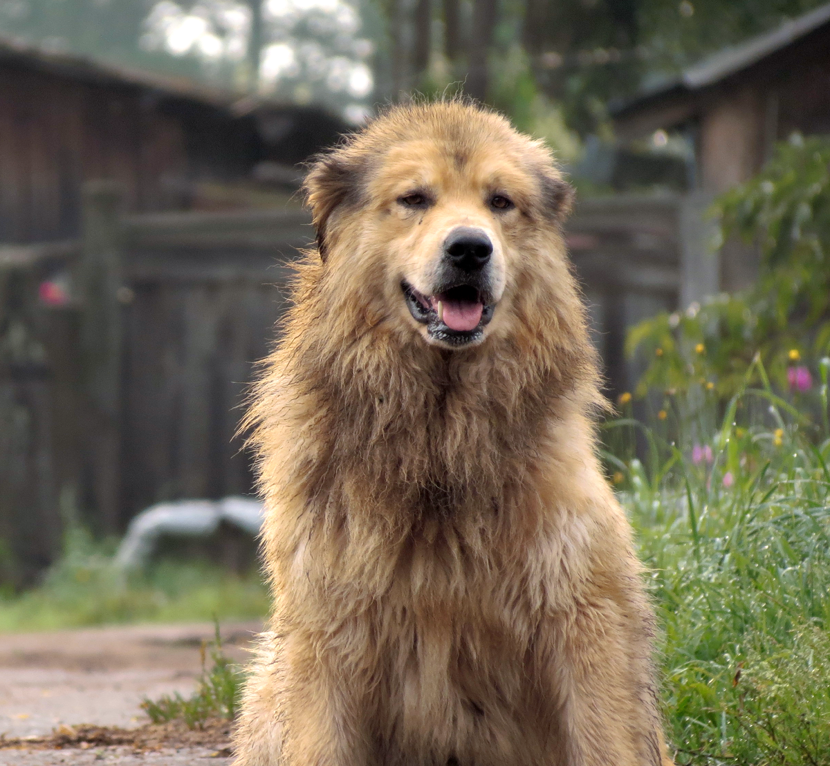 К нам навстречу направилась большая собака