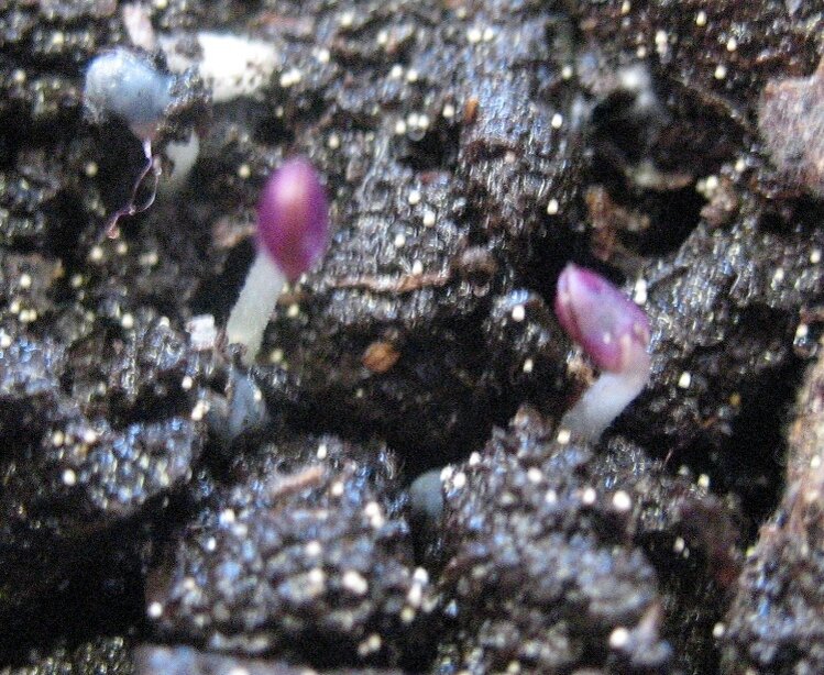 Первым подал признаки Жизни базилик. 30 октября!