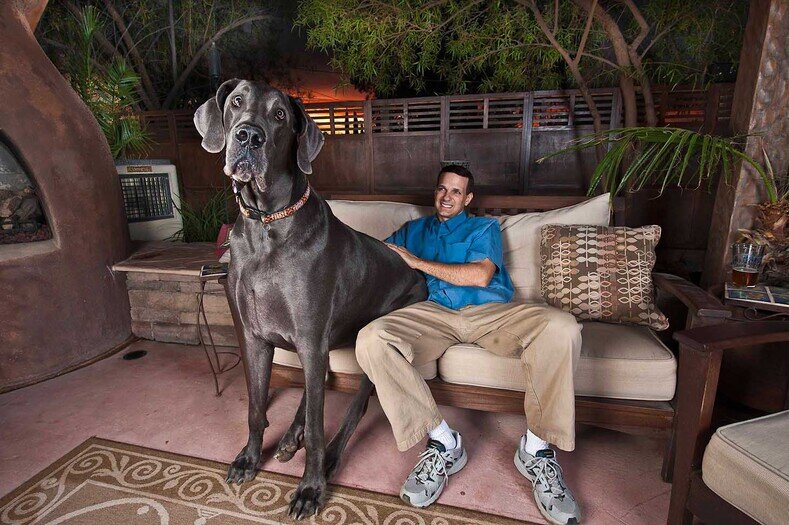 самая большая собака в мире рекорд