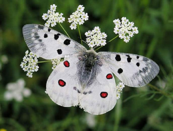 Самые заметные бабочки средней полосы России. Описание и фото — Ботаничка