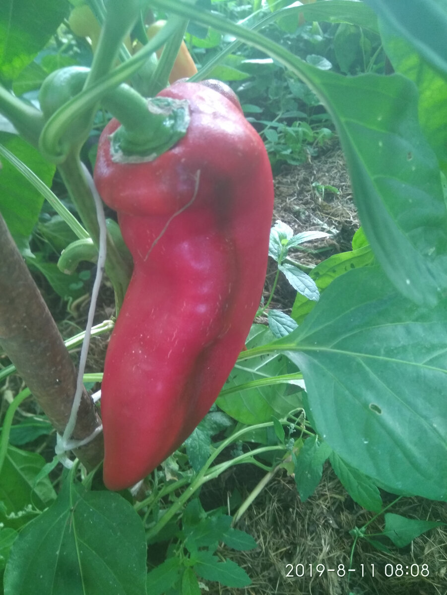 "Воловье ухо". Фото из личного архива.