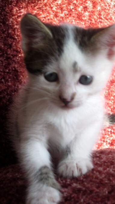 Собственное фото автора. Боня