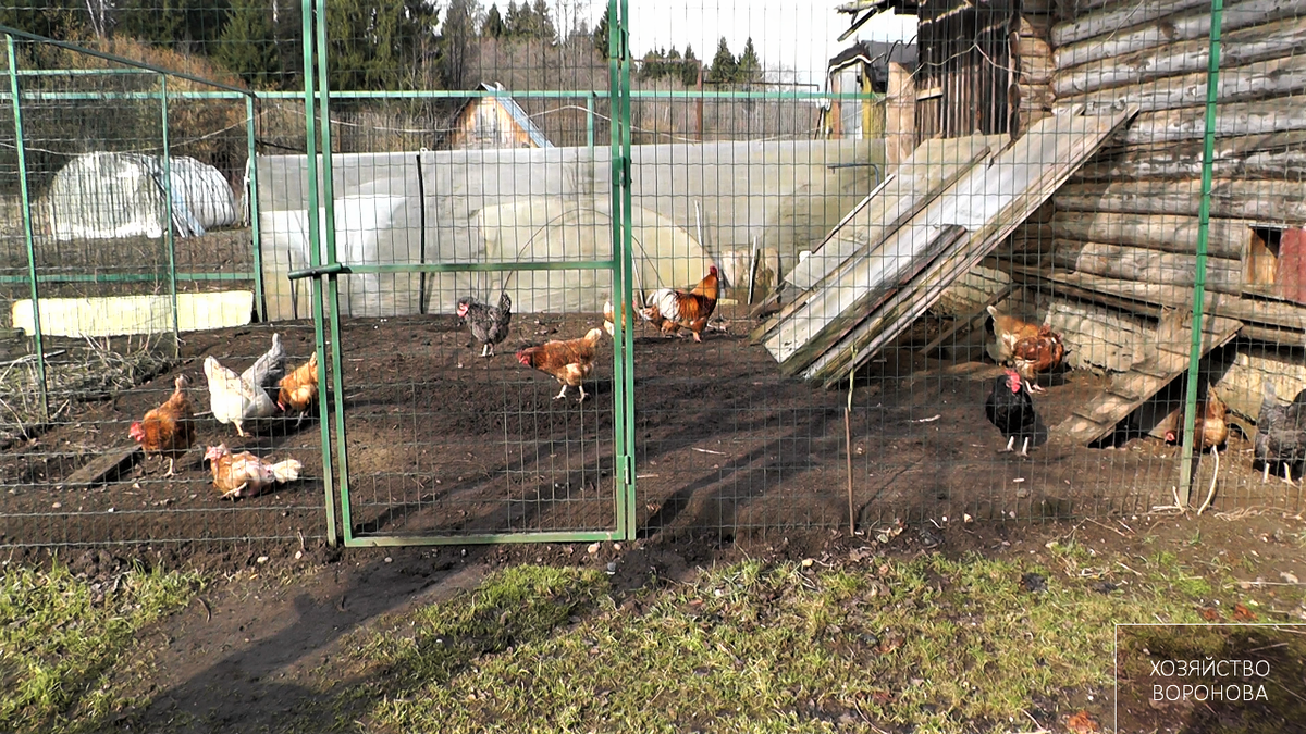 Бродячие собаки не дают покоя нашим курам | Хозяйство Воронова | Дзен