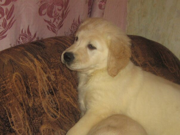 В родительском доме братьями и сёстрами