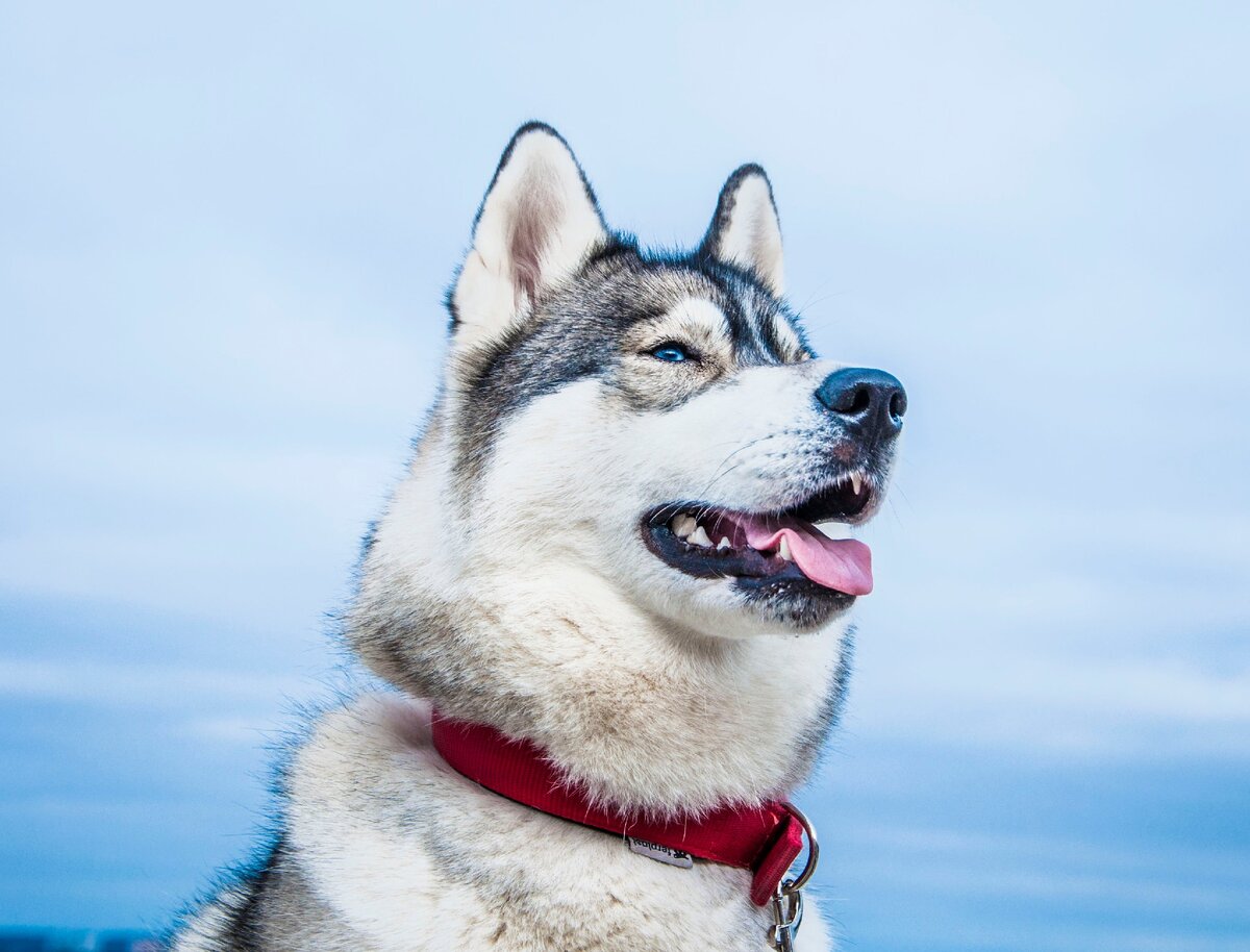 Если собака решила остаться, значит это судьба! История хаски Шери | In  Dogs we Trust | Дзен