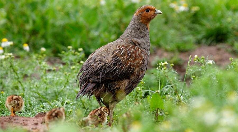 Серая куропатка...