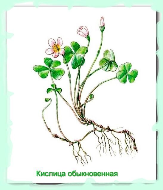 Кислица картинка для детей