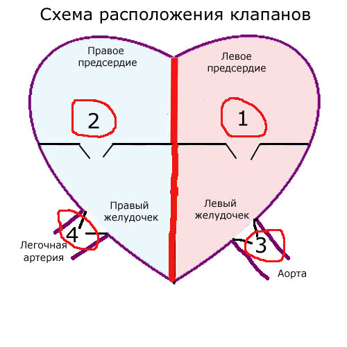 Где находится 2 створчатый клапан Полулунные клапаны расположены фото Shkola-2.ru