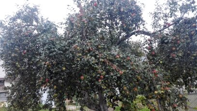 Большой урожай яблок (300-400 кг с яблони)