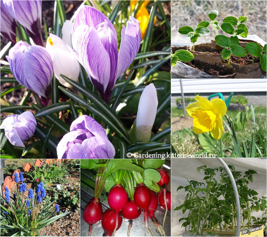 Апрель - цветут крокусы, мускари, нарциссы, тюльпаны; сеем в холодные парники редис, а дома на рассаду - огурцы; при комфортной погоде есть возможность пораньше высадить в теплицу томаты