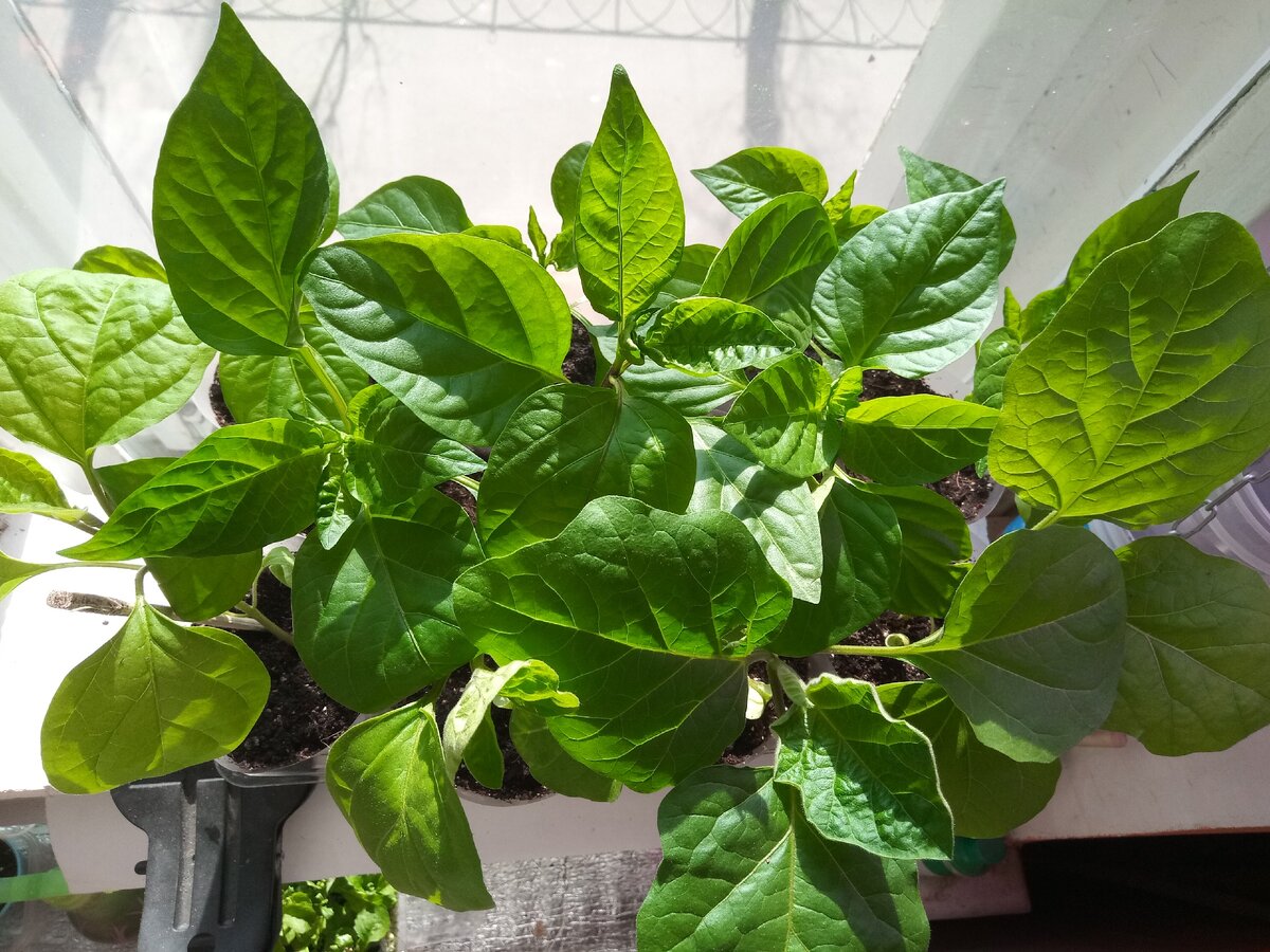 Рассада перца и баклажанов, 7 апреля