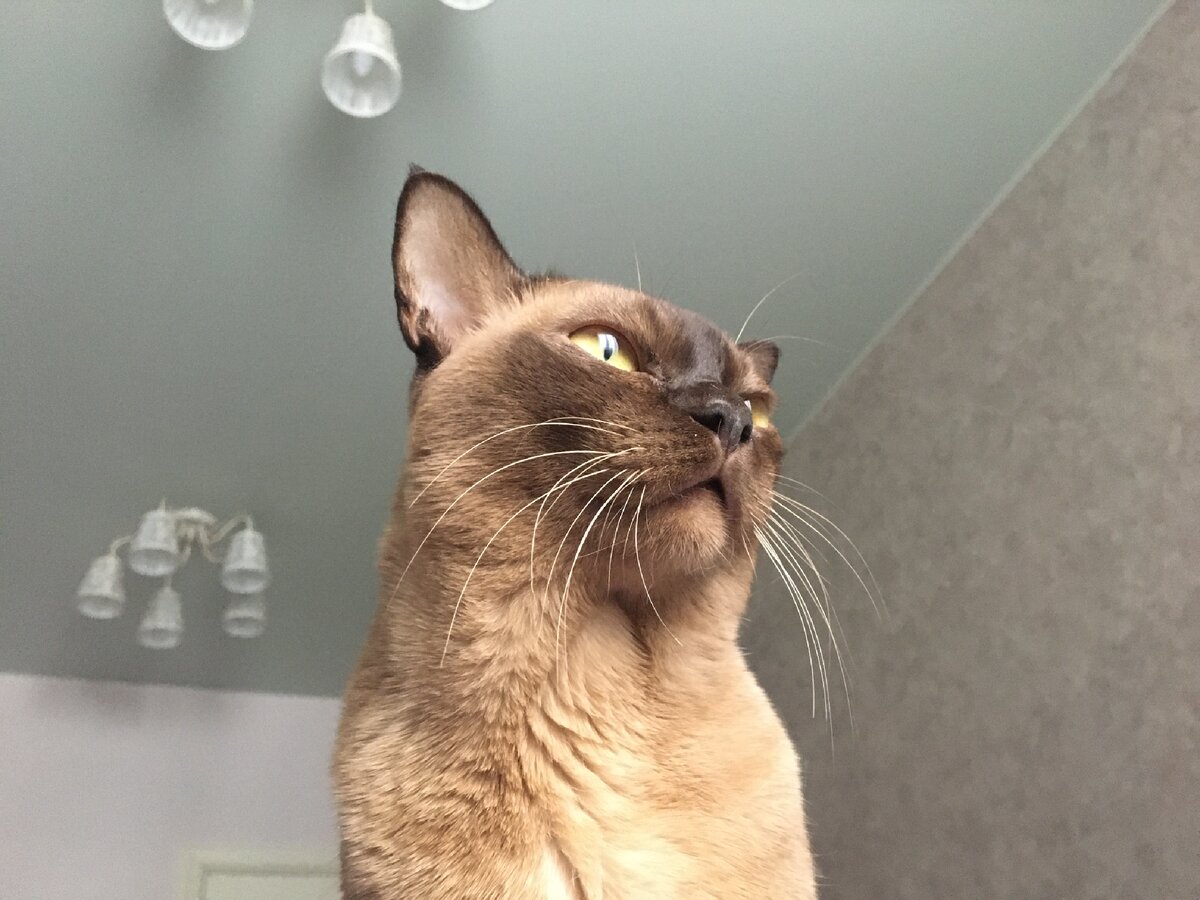 голодный кот автора, фото из личного архива