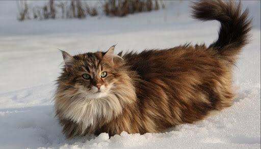 Скандинавская кошка